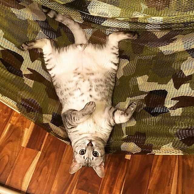pepperさんの実例写真