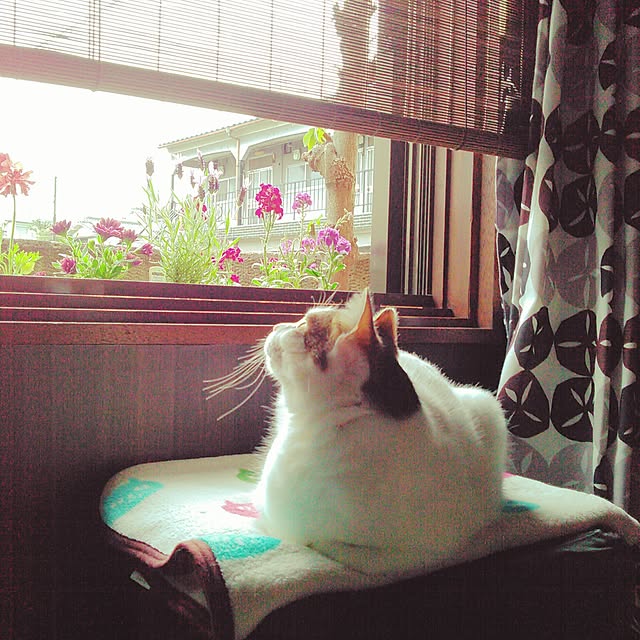 amelliaさんの実例写真