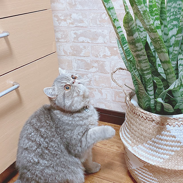 shizzzさんの実例写真