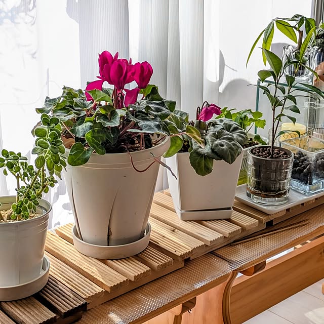 mi-saさんの実例写真