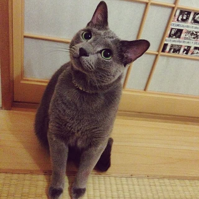 Ryokoさんの実例写真