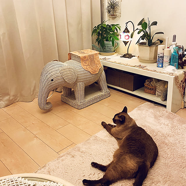 dodoさんの実例写真