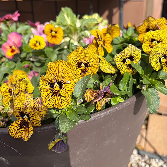 ronronさんの部屋