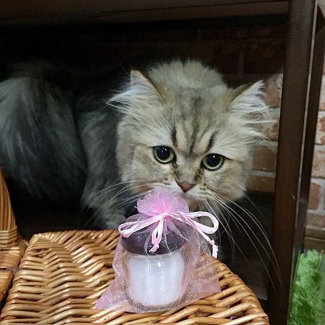 butachanさんの実例写真