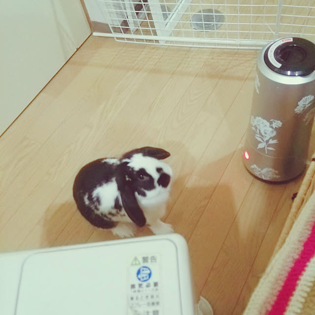 purinさんの実例写真