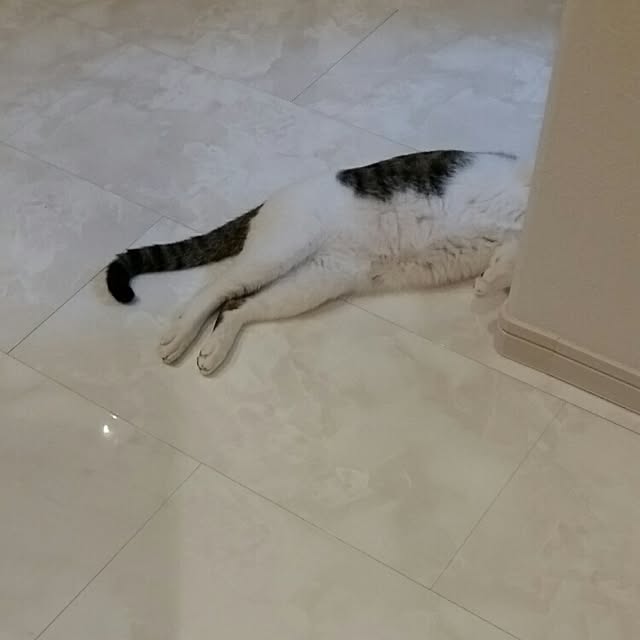 runayucoさんの実例写真