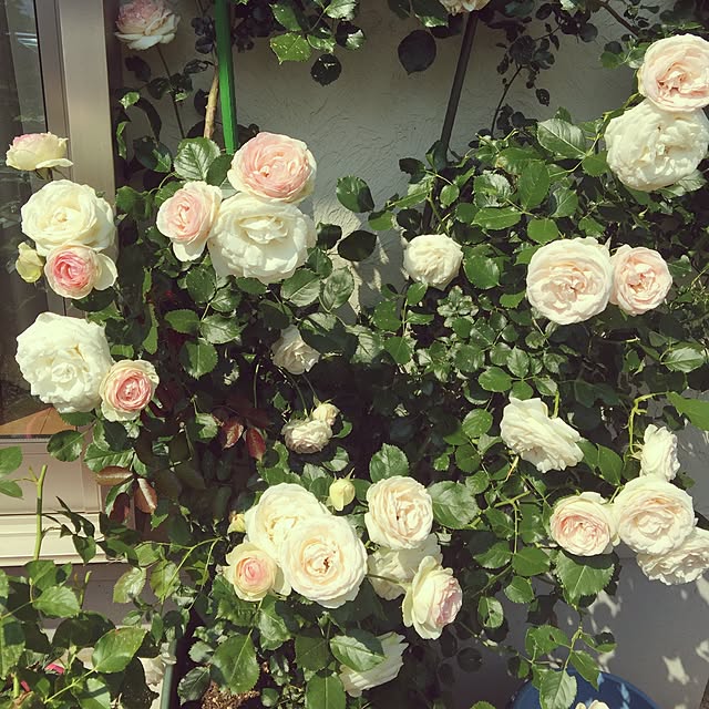 asaminさんの実例写真