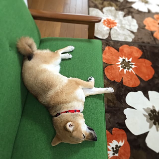 koharuさんの実例写真