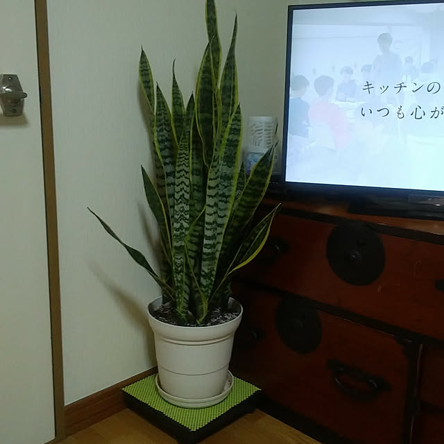 ringojamさんの実例写真