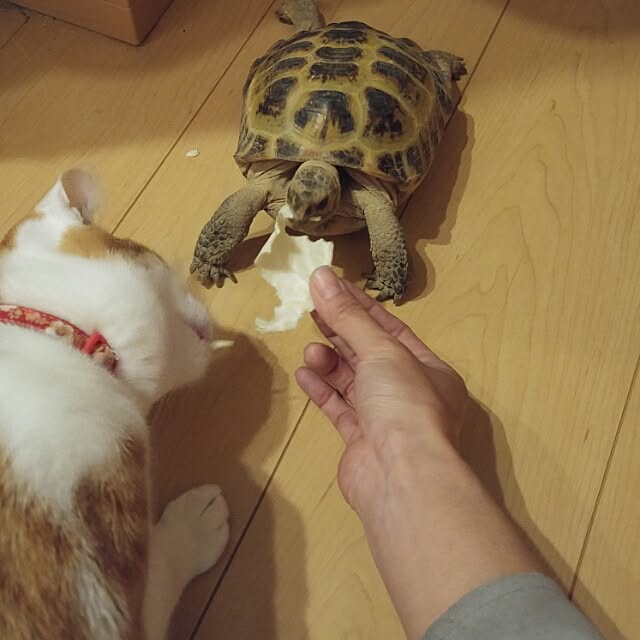 l..tomesanさんの実例写真