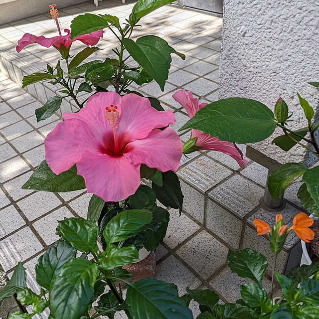 yumahaさんの実例写真