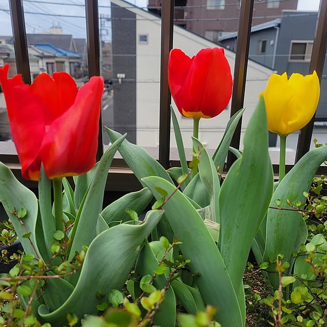 kekeさんの実例写真