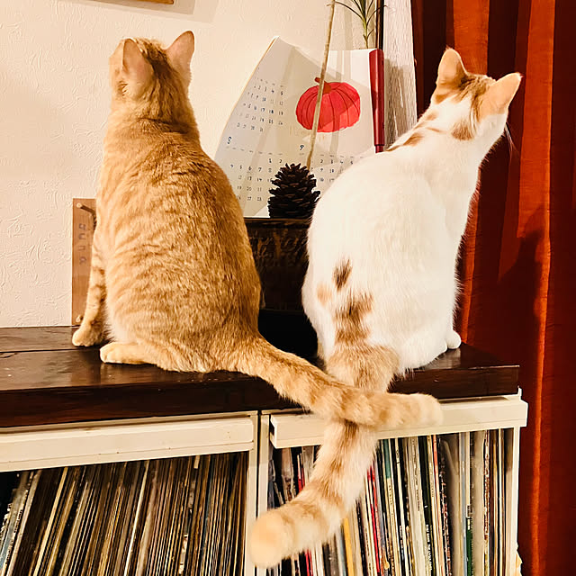 tomorinさんの部屋