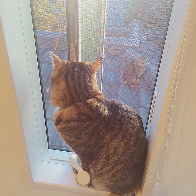 lovecatさんの実例写真