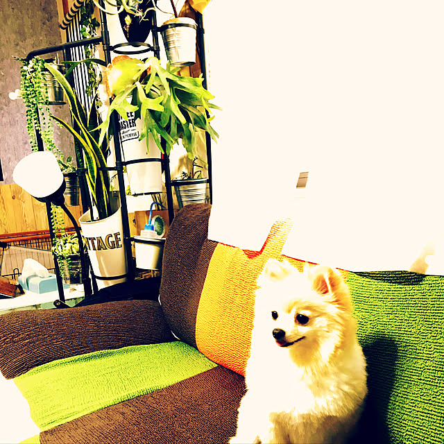 franさんの実例写真