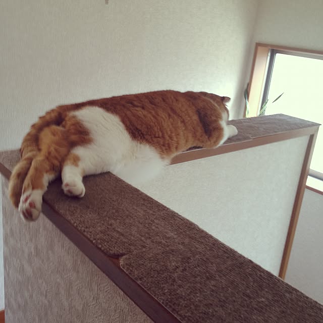 pikkariさんの実例写真