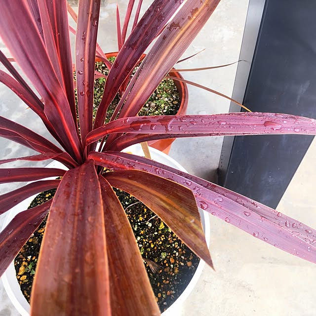 NSDさんの実例写真