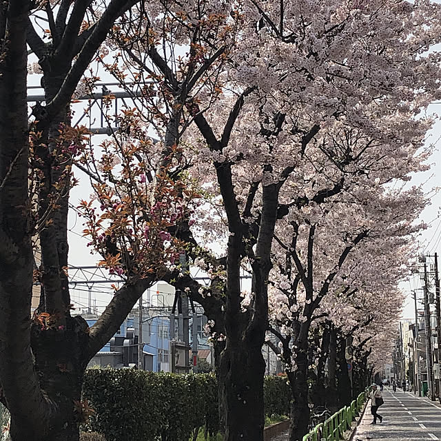 実例写真