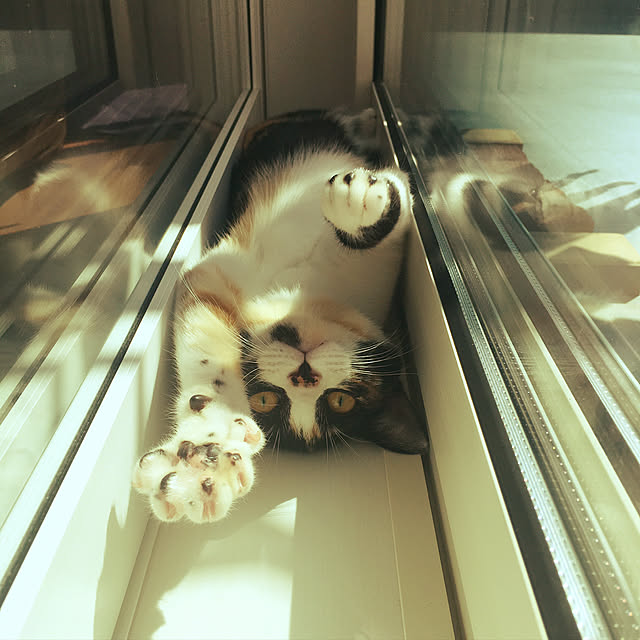 yuayajiさんの実例写真