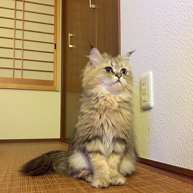 butachanさんの実例写真