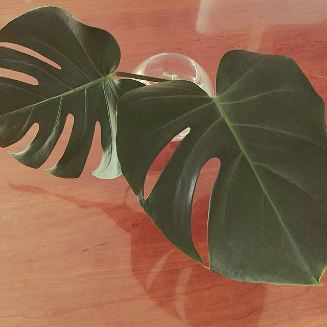 pilialohalilikoiさんの実例写真