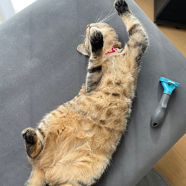 chiiさんの実例写真