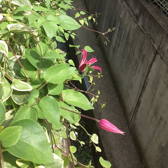 dicekbeetleさんの実例写真