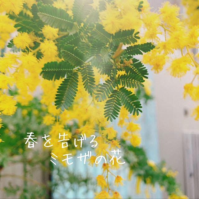shiba8さんの実例写真