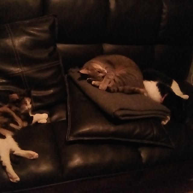 catloveさんの実例写真