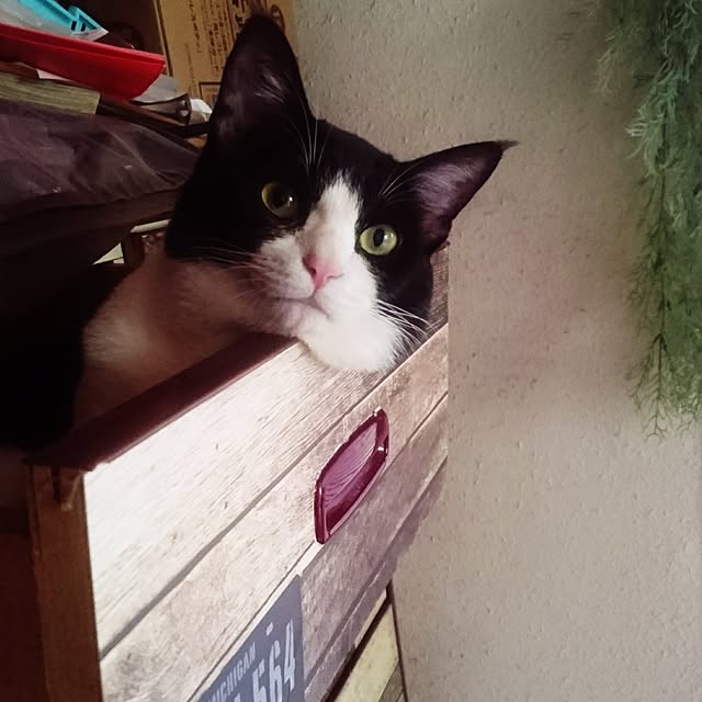部屋全体/引き出しに猫のインテリア実例 - 2017-05-05 10:41:35
