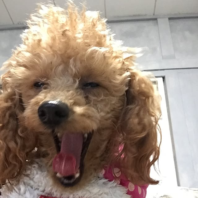 natulove0418さんの実例写真