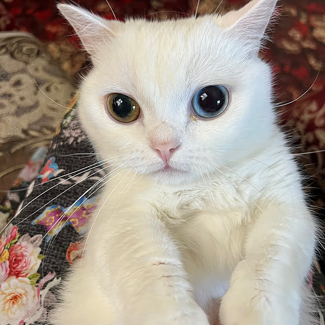 AYUKOさんの実例写真