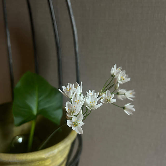 botanさんの実例写真