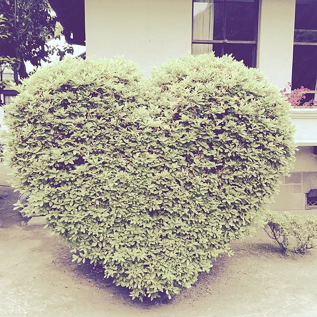 loaさんの実例写真