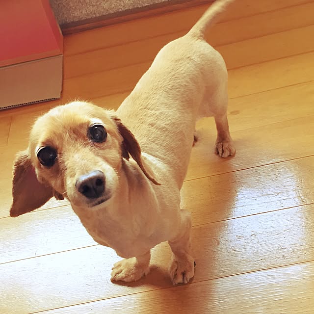 sakuさんの実例写真