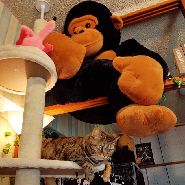 runaさんの実例写真
