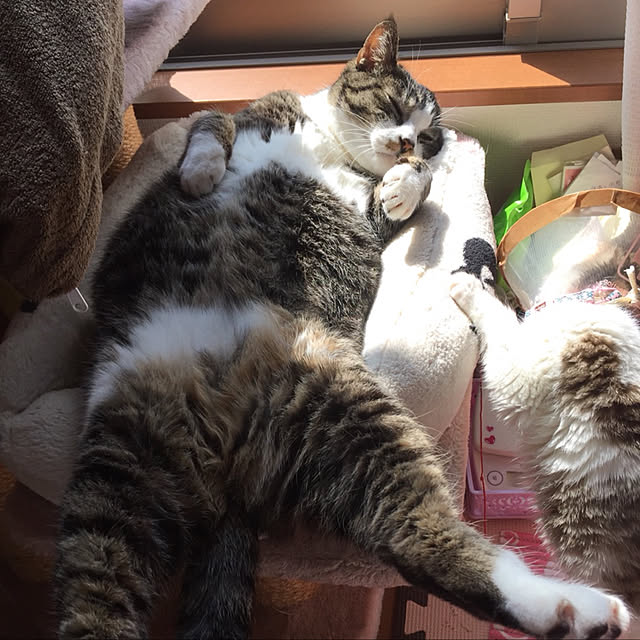 実例写真