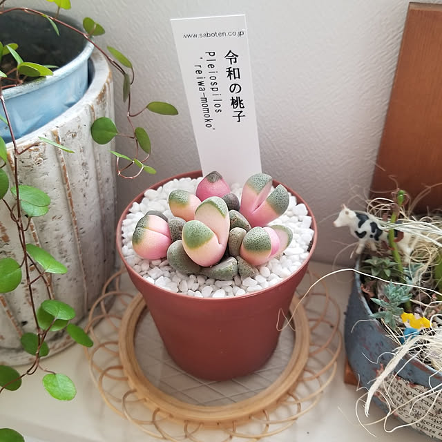 chieさんの実例写真