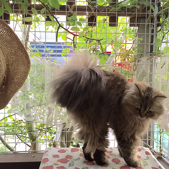 butachanさんの実例写真
