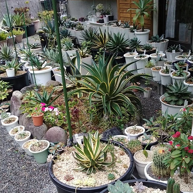 koshiregutyoさんの部屋