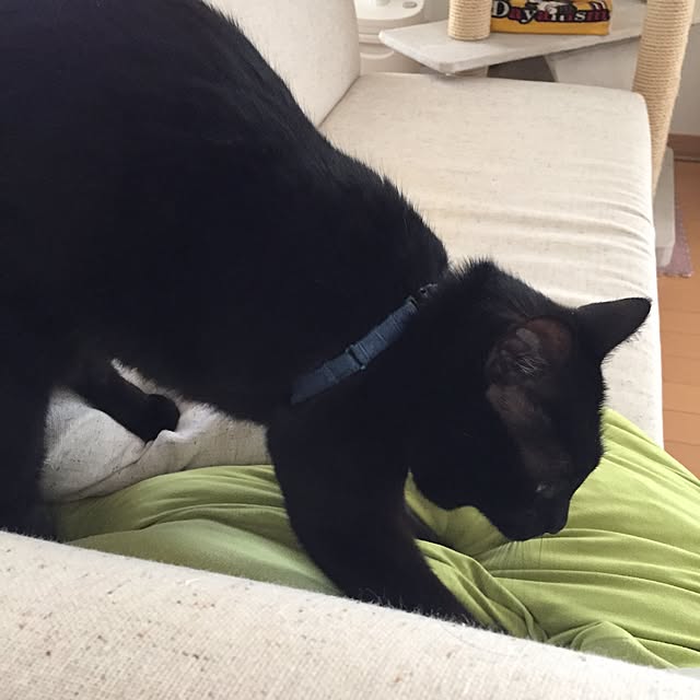yuki0511さんの実例写真