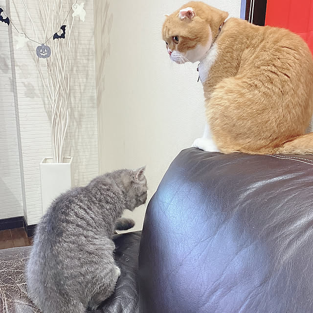 shizzzさんの実例写真