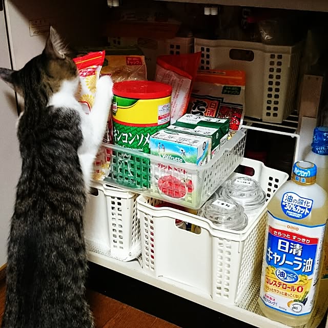 kikufujiさんの実例写真