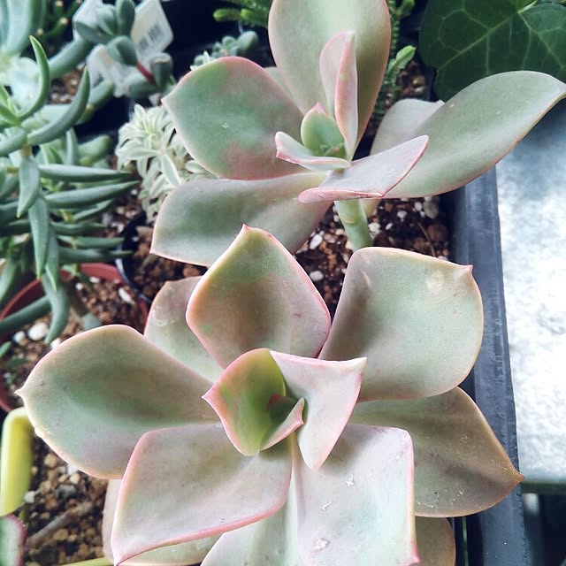 VERANDARJUNさんの実例写真
