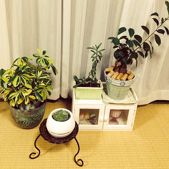 リビング/植物のインテリア実例 - 2014-07-12 21:49:54