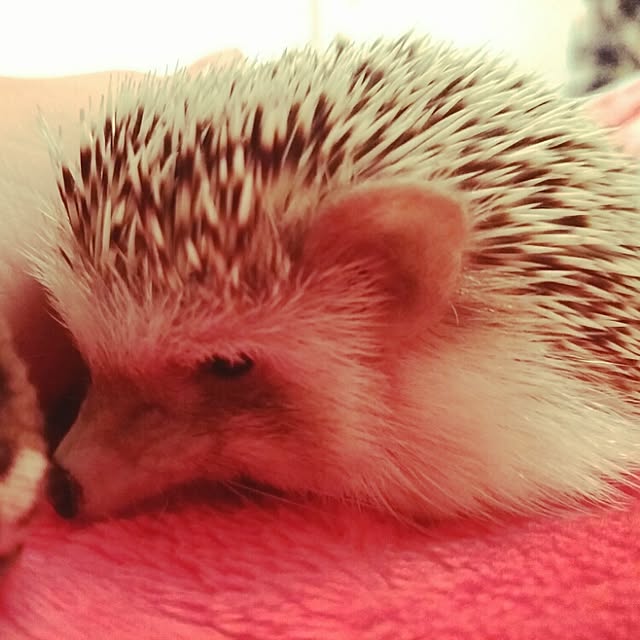 kuruさんの実例写真
