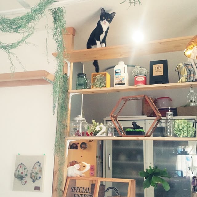 Gomaさんの実例写真