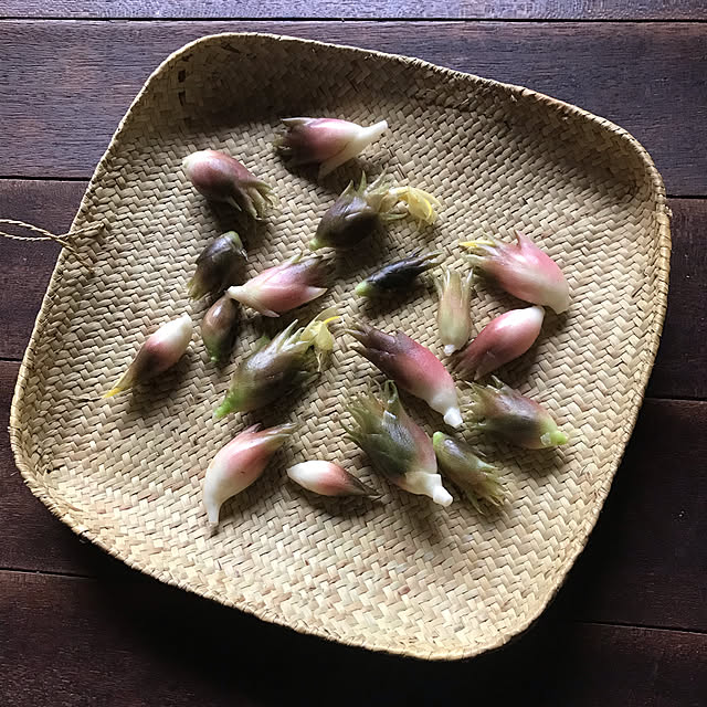 pirocoさんの実例写真