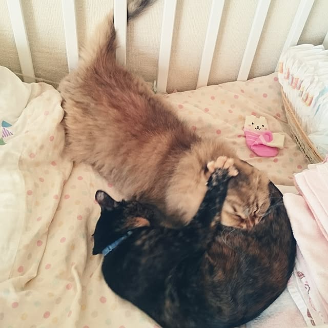 nanoさんの実例写真
