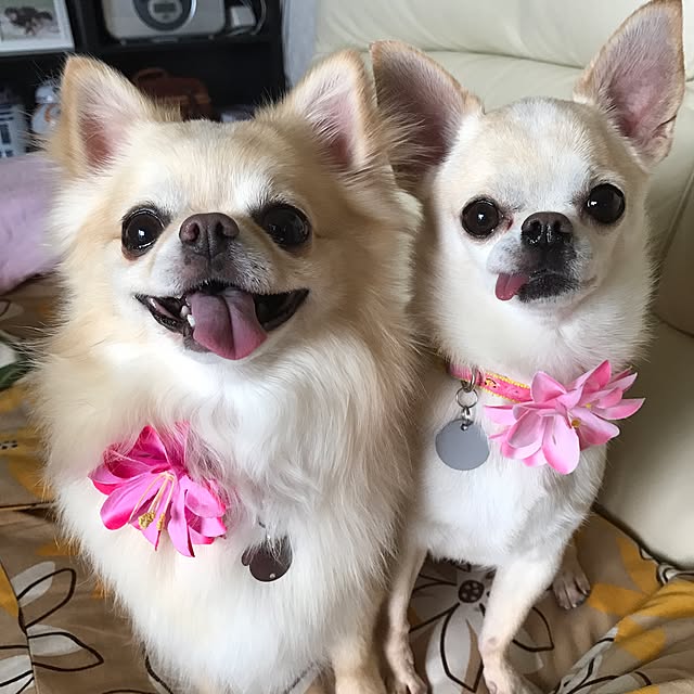 rosemaryさんの実例写真